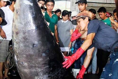 Xây dựng nhãn sinh thái MSC cho cá ngừ