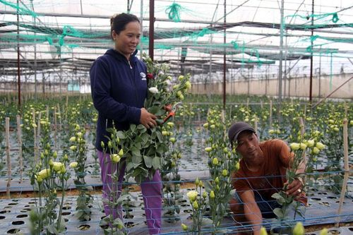 Cát tường nở giữa vùng rau