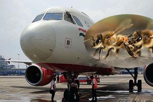 Hoãn chuyến bay trong nhiều giờ vì bị… ong tấn công