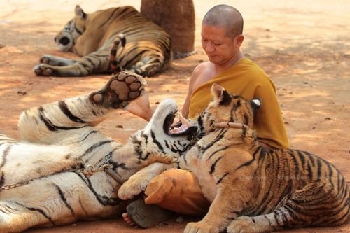 Chùa Thái Lan đổ lỗi cho chính phủ làm chết 86 con hổ được giải cứu