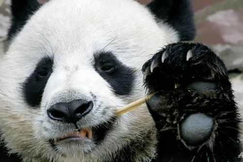 Gấu trúc lười giao phối nổi tiếng tại Thái Lan chết ở tuổi 19