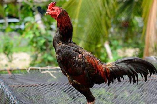 Trộm một con gà, lĩnh 18 tháng tù