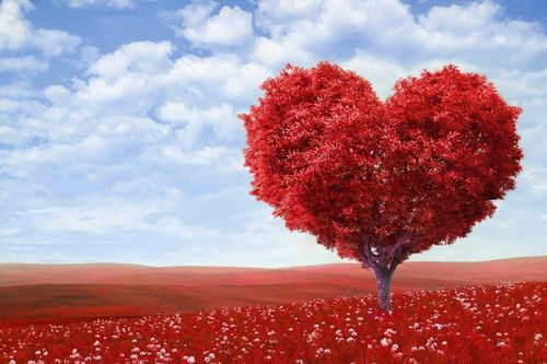 Bài ca yêu thương về trái tim
