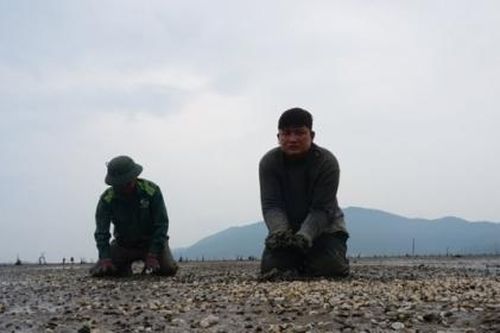Mưa lũ kéo dài, gần 80 ha ngao nuôi chết trắng vùng ven cửa biển Hà Tĩnh