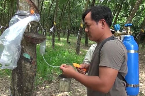 Lấy mủ cao su bằng khí ethylene