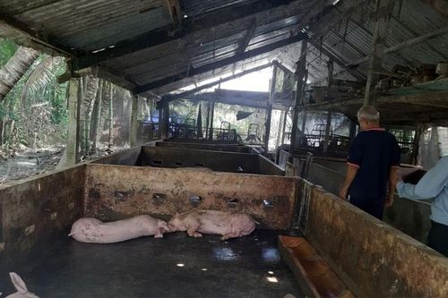 Tiền Giang: Thiệt hại gần 30% tổng đàn lợn do dịch tả châu Phi