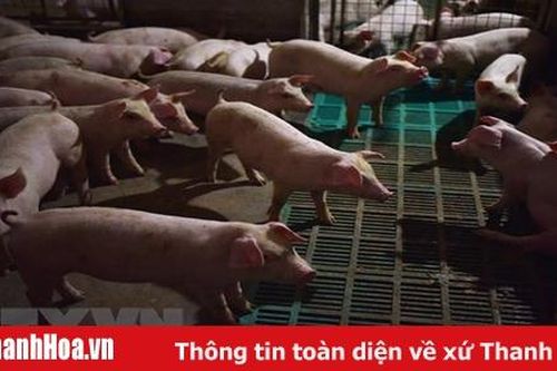Hàn Quốc phát hiện trường hợp tả lợn châu Phi đầu tiên