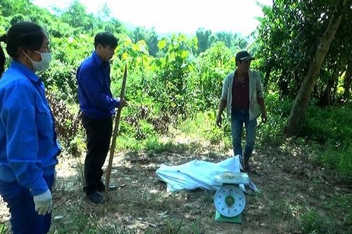 Điện Biên: Tích cực ngăn chặn dịch tả lợn châu Phi tái bùng phát trở lại