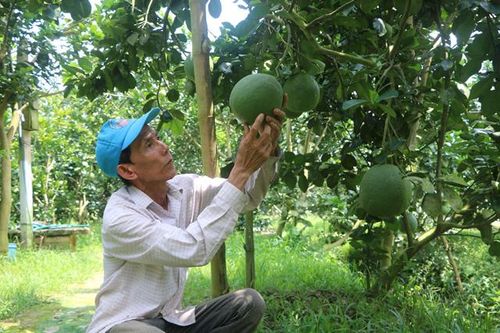 'Sống khỏe' nhờ trồng bưởi, cam theo hướng hữu cơ