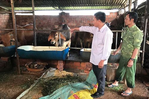 Hỗ trợ hộ chăn nuôi lai tạo đàn bò trên địa bàn Gia Lai