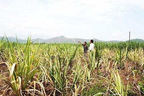 Ninh Hòa: Mía thiệt hại nặng do nắng hạn kéo dài