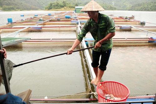 Cát Tiên: Nguyên nhân cá nuôi lồng bè chết hàng loạt là do nhiễm khuẩn đường ruột