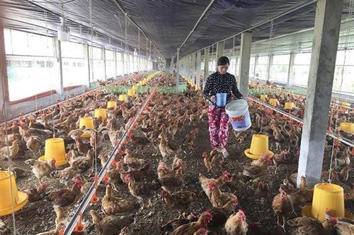 Phát triển chăn nuôi trong điều kiện có dịch