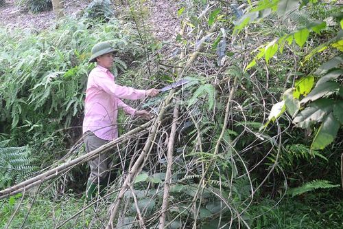 Kiểm soát keo chết héo ở phạm vi hẹp