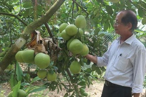 Kinh tế Nông nghiệp - Nông thôn Từng bước tái cơ cấu nông nghiệp