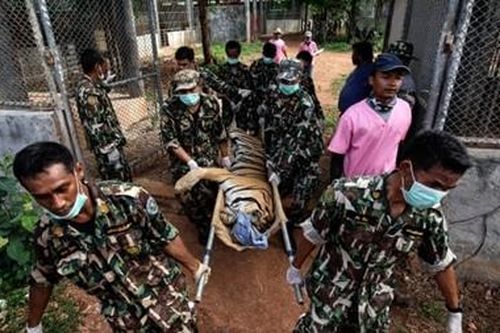Hổ chết hàng loạt sau khi được giải cứu khỏi ngôi chùa Thái Lan