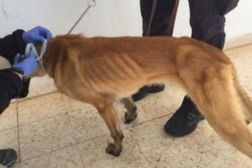 Chó nghiệp vụ Mỹ gầy trơ xương khi được gửi đến Jordan rà bom
