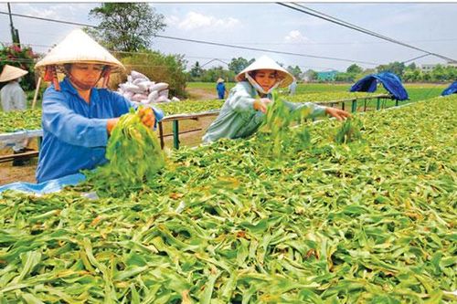 Động lực thúc đẩy nông thôn phát triển
