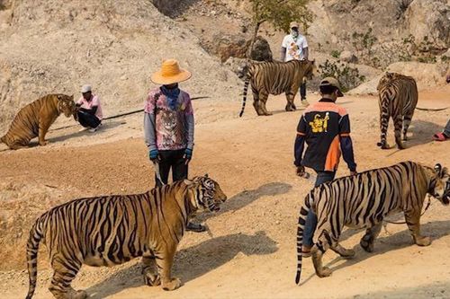 Hàng chục con hổ bị chết khi đưa khỏi ngôi chùa Thái Lan