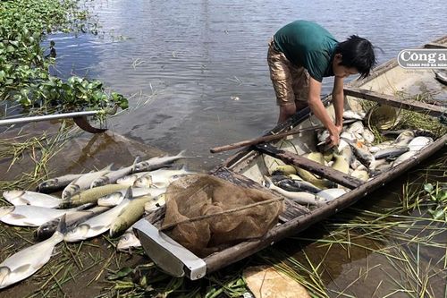 Cá nuôi trên sông Đại Giang chết hàng loạt do ngộp thở