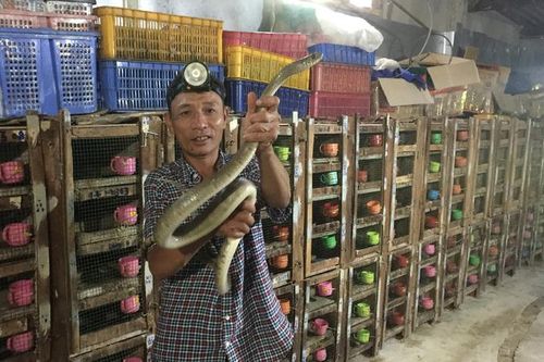 Ớn lạnh người đàn ông nuôi đàn rắn độc hơn 1.000 con, dài cả mét