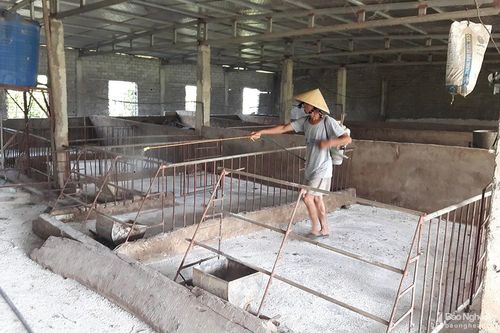 Quỳnh Lưu: Dịch tả lợn châu Phi tái phát nhanh, có nhà xóa sổ cả trang trại