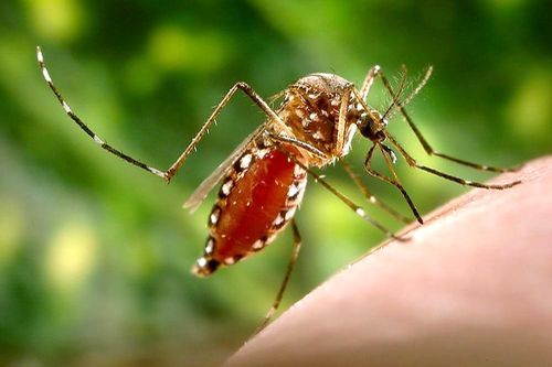 Nghệ An có thêm 3 bệnh nhân mắc sốt xuất huyết