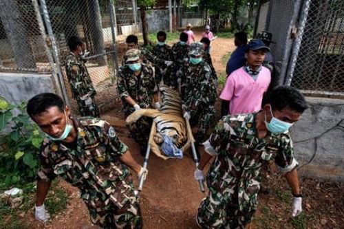 86 con hổ chết sau khi được giải cứu khỏi ngôi chùa ở Thái Lan gây tranh cãi