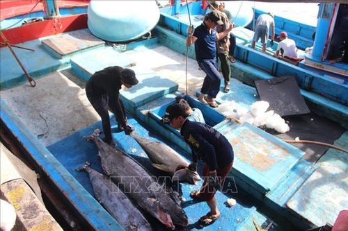 Nhiều khó khăn nâng cao chất lượng cá ngừ đại dương