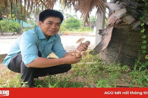 Ngọt lòng nấm mối!