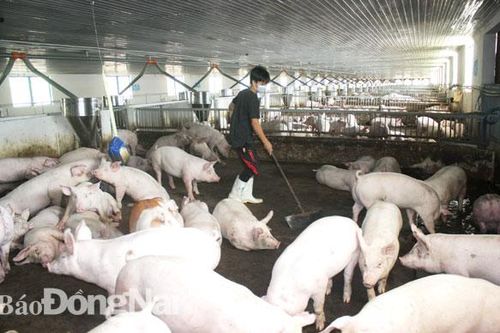 Cần giải pháp tránh 'gà thừa, heo thiếu'