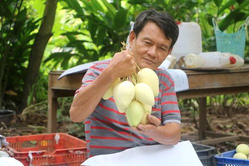 Chủ động đầu ra nhờ trồng xoài có kiểm soát chất lượng