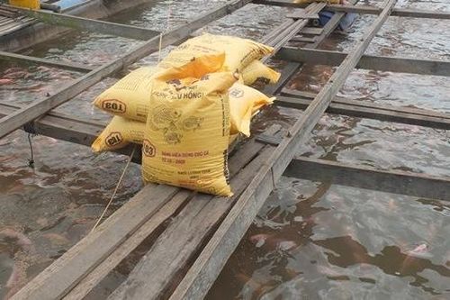 Sà lan tông bè cá, thiệt hại khoảng 400 triệu đồng