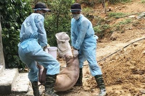 Thanh Sơn có 10 xã công bố hết dịch tả lợn châu Phi