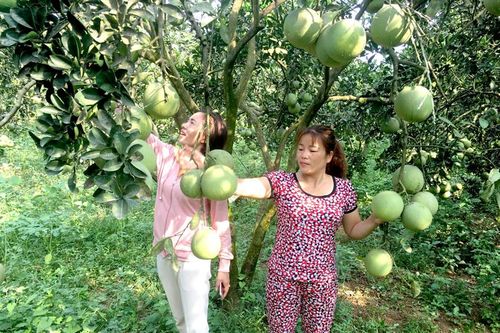Yên Sơn bưởi được mùa, được giá