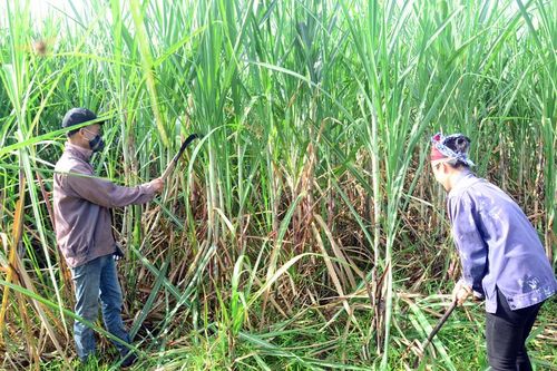 Giải pháp tăng sức cạnh tranh ngành mía đường