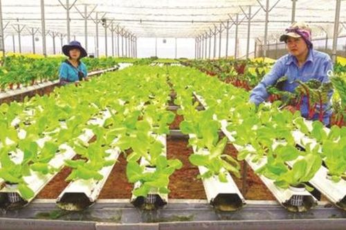 TP.HCM: Phát triển thành trung tâm cung ứng giống nông nghiệp