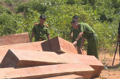 Khởi tố 4 người chặt phá rừng ở Đăk Lắk