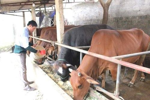 Hà Nội: Xây dựng, phát triển 23 mô hình chuỗi liên kết trong chăn nuôi