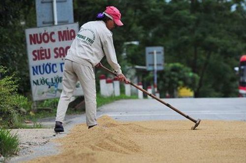Tiềm ẩn nhiều rủi ro với những điểm phơi thóc trên đường quốc lộ