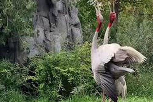 Xúc động cảnh sếu bố mẹ mừng rỡ kêu to khi lần đầu trông thấy con