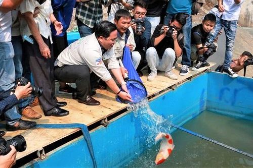 Cá Koi chết trên sông Tô Lịch, lắp thêm camera bảo vệ 24/24
