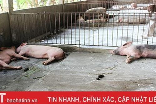 Dịch tả lợn châu Phi diễn biến phức tạp, Hà Tĩnh tiếp tục nỗ lực ngăn chặn