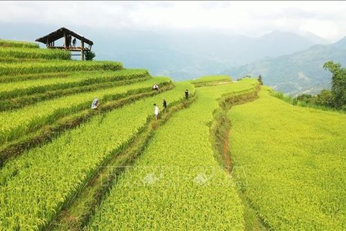 Hướng tới phát triển du lịch bền vững ở Hoàng Su Phì