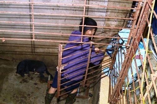 Công an Thanh Hóa phát hiện chiếc hầm 'bí mật' trong đường dây trộm chó tinh vi, đã bắt hơn 100 tấn chó