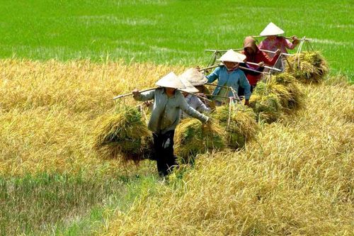 Giải 'cơn khát' vốn ngành lúa gạo