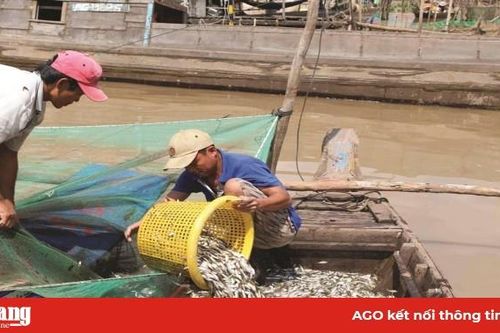 Dỡ chà bắt tôm, cá đầu mùa lũ