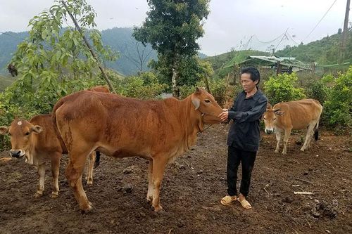 Hạn chế trong hỗ trợ sản xuất giảm nghèo