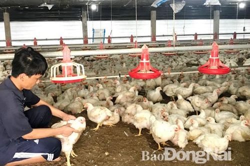 Gà rớt giá, người nuôi thua lỗ nặng