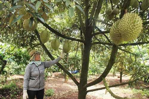 Chư Pah: Hướng đến thương hiệu sầu riêng sạch